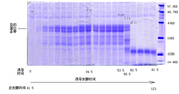 基因工程瘧疾疫苗高密度高表達