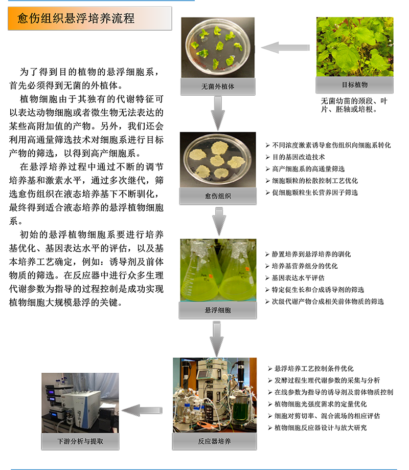 植物細胞大規(guī)模培養(yǎng)過程優(yōu)化與反應(yīng)器裝置